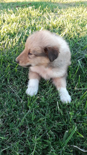 Cachorros Collie
