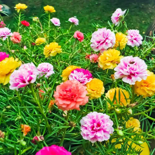 40 Semillas De Portulaca Doble Mix - Flor Premium