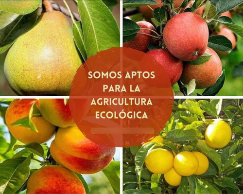Jabón Potásico Insecticida Ecológico 1 Litro