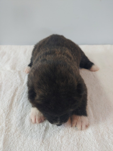 Filhotes De Akita