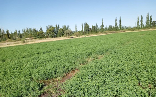 Finca En Venta En Rio Atuel
