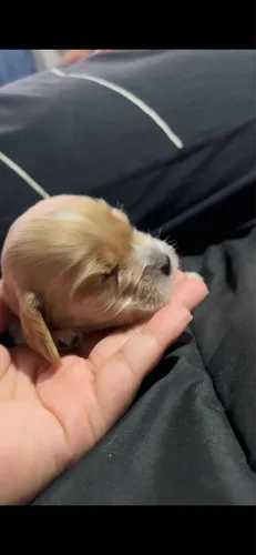 Cachorra Cocker Spaniel