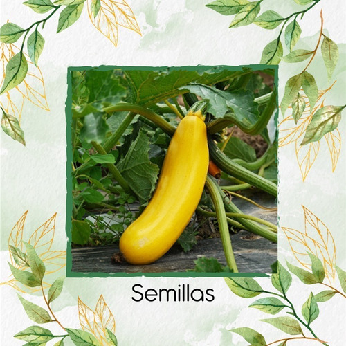 30 Semillas Orgánicas De Zucchini Amarillo