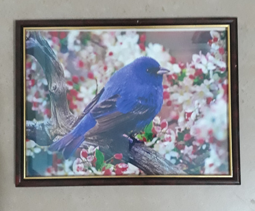 Cuadro Con Foto Color Del Pájaro Azul (azulejo Gorjicanelo)