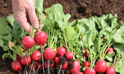 Semillas De Rabanito Redondo Rojo Beltrame 10g Huerta