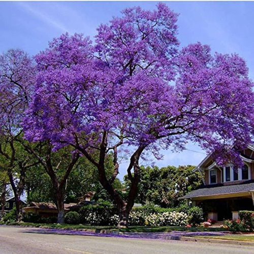 Arbol Jacaranda. Envios A Todo El País