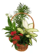 Comprar Arreglos De Flores Con Dulces Planta