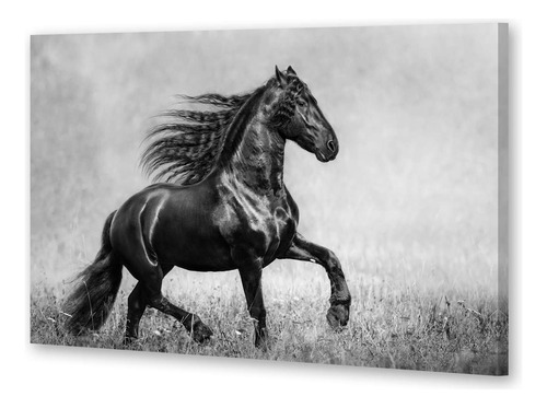 Cuadro 16x24cm Caballo Foto Blanco Negro Pradera