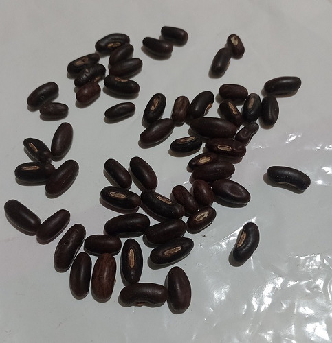 Semillas De Ceibo - Erythrina Crista-galli