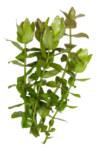 Bacopa Caroliniana Planta Natural Acuario X 5 Tallos