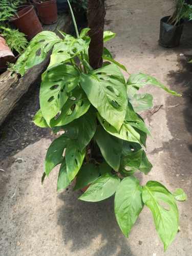 Imagen 9 de 10 de Plantas De Interior Philodendron, Potus, Pothos, Cordatum
