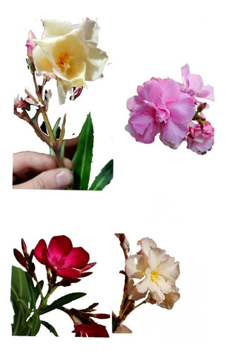 Laurel De Jardin/flor -envase 10 Litros-