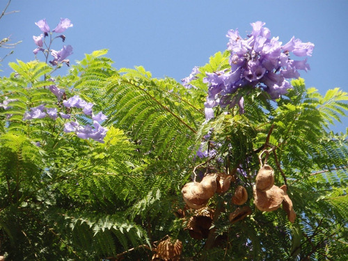 10 Semillas Jacaranda Mimosifolia Nuevas Vivas