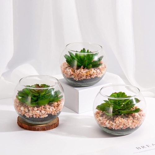 Kit Plantas Suculentas Recuerdos Maceta De Vidrio Moderno