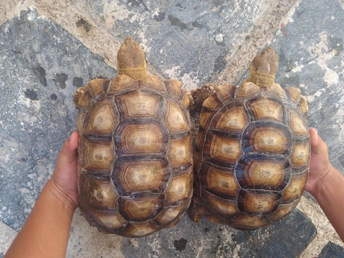 Tortuga Sulcata