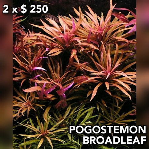 Pogostemon Stellatus Broad Leaf Planta Acuario Plantado.