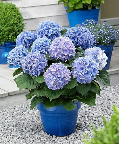 Ortensia Hortensia Plantas