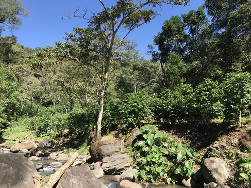 Café Finca La Pendiente Decaf Tostado En Grano 2 Kg Pack