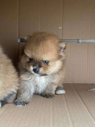 Sptiz Alemao (lulu Pomerania )