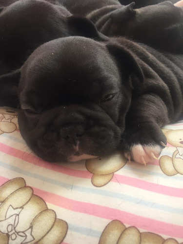 Imagem 2 de 3 de Fêmeas De Bulldog Francês