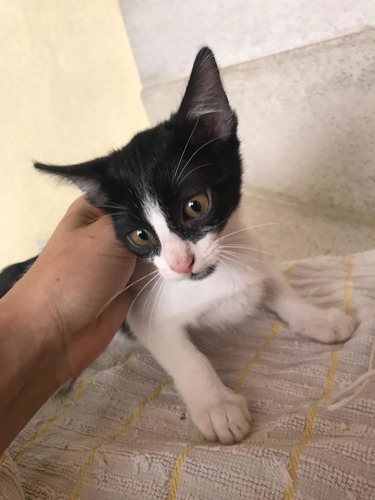 Imagen 3 de 7 de Gatita En Adopción