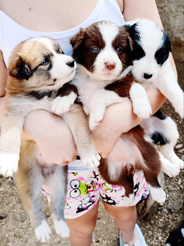 Hermosos Cachorros Border Collie 3 Hembras 6 Machos Buena Gn