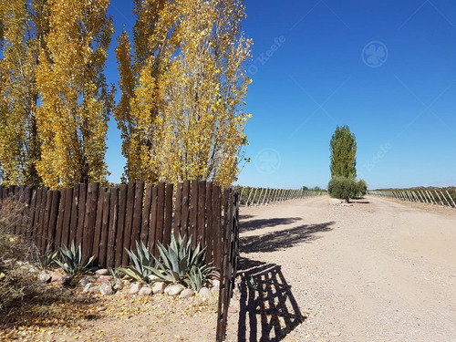 Imagen 8 de 22 de Viñedo Premium De Altura En Mendoza En Venta Sobre Fracción De 23 Has - Oportunidad