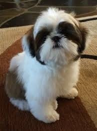 Hermosos Cachorros Shih Tzu