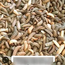 Comprar Alimento P\u002F Pollos Peces Mascotas : Larvas Soldado Y Lombriz