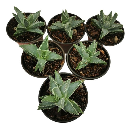 Faucaria Tigrina Set 6 Pzas