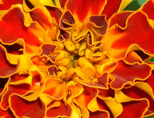 Tagetes Pátula | French Marigold