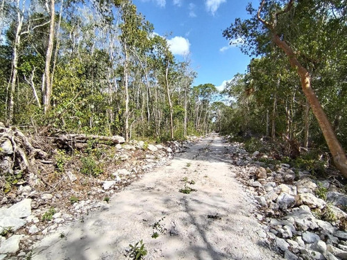 Terrenos En Tulúm&francisco Uh May: Naturaleza, Inversión Y Financiamiento Fácil