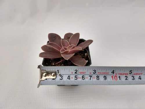 Imagen 8 de 10 de Echeverias 15 Pzas Diferentes Envio Dhl