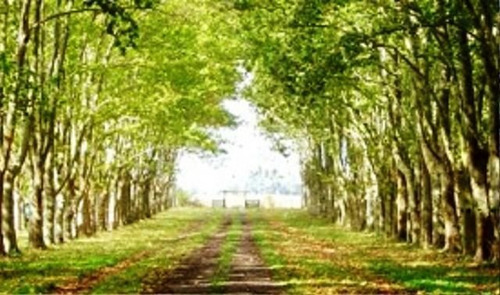 Terreno En Venta En Polo Club