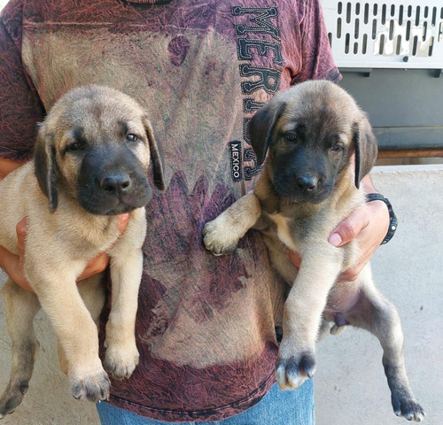 Cachorra Kangal