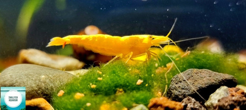 Gambas Yellow Golden Back 