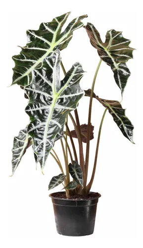 Planta Interior - Alocasia Polly - Envíos