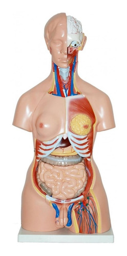 Torso Humano Bisexo  85 Cms - Modelo Anatomía