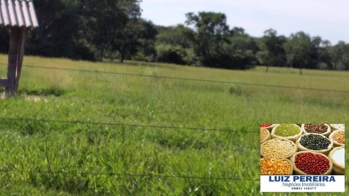 Fazenda À Venda Em Porto Murtinho - Ms - De 1.917 Hectares (pecuária) - 1635