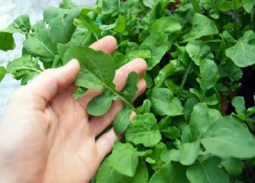 Semillas De Rúcula Cultivada 1 Kilo