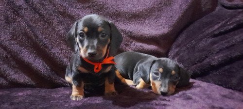 Imagen 3 de 10 de Perros Salchichas Cachorros Mini