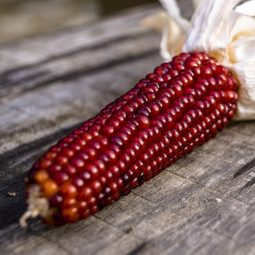 Semillas De Maíz Rojo