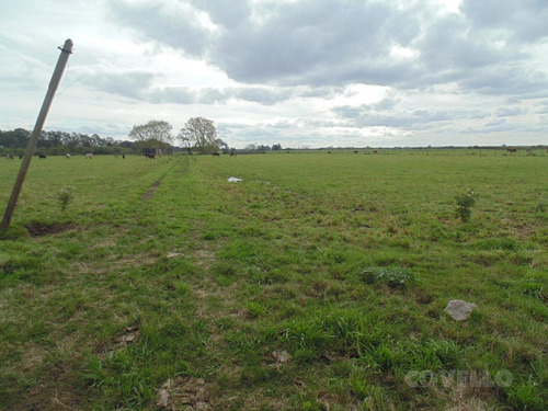 Campo - Carmelo