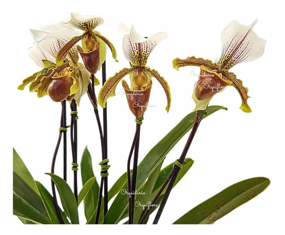 Orquídea Sapatinho Entouceirada Paphiopedilum Planta Adulta