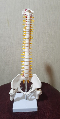 Imagen 10 de 10 de Columna Vertebral 45 Cm Modelo Anatómico Enseñanzasantiago