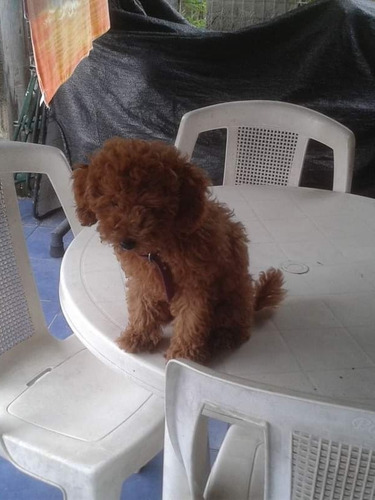 Imagen 3 de 3 de Caniche Mini Toy Hembra