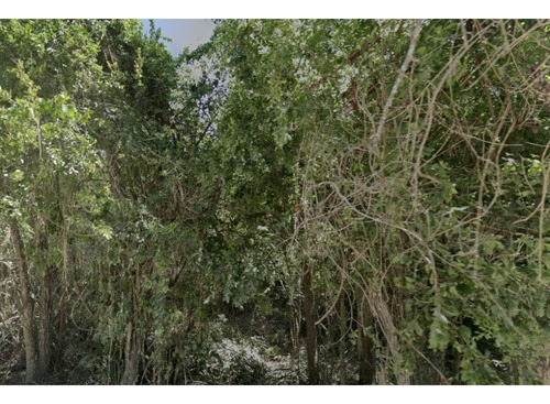Terreno Tulum De 8.5 Hectáreas Cerca De Xel-ha Y De Varios Cenotes,