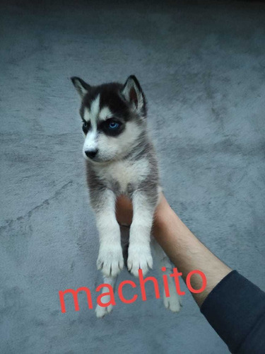 Husky Siberiano Puros