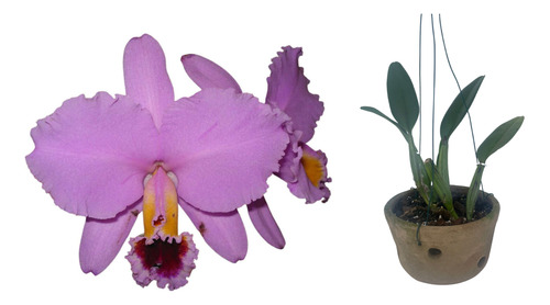 Orquidea Cattleya Percivaliana Thiago Planta Rara
