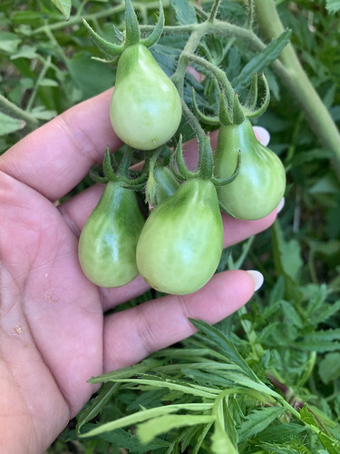 Semillas De Tomate Red Pear (solanum Lycopersicum)